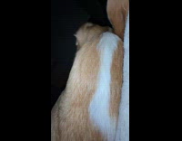 Dog only responding to the name peeta 