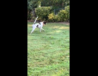 Collab BitchMP - Dog catching bird, gets away