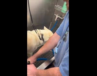 White dog crying during shower