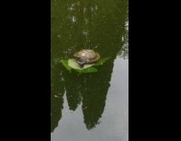 Turtle on top of a leaf in the pond
