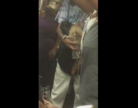 White pomeranian dog licks inside water bottle but cant reach the water