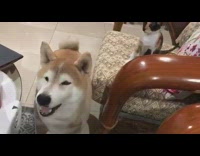 Cat hits dog in the face