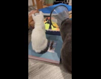 Two cats busy watching videos on iPad