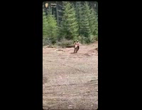 Shirtless chubby kid rides red motorbike and pulls up to his friends
