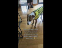 Brown and white dog with yellow nervous jacket