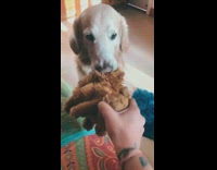 tug of war golden retriever brown toy