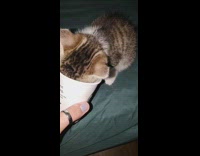 Collab Pets For All - Brown white kitten cat starbucks puppuccino bed