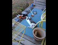 Two cats lay on porch hold paws