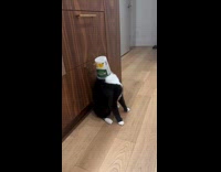 Black cat removing container stuck on head