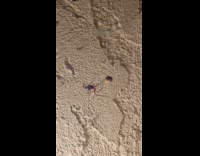 Ladybug gets wrapped up by spider web