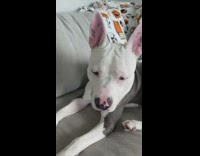 Big dog gives paw to filmer 