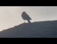 Bird chills on roof enjoys watching sunset