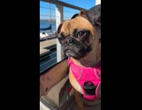 Dog wears pink vest sit on stroller