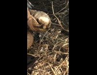 Large brown turtle by tree log angry 