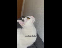 Hes just a normal cat he cant be that weird