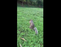 Squirrel tortilla chip park picnic sunflower blanket 