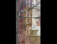 Chubby raccoon scales a storm drain