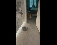 Brown dog jump at Roomba vacuum 