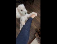 Dog tries to fight with owner leg