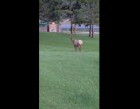 Wild elk chews and tries to eat the golf ball