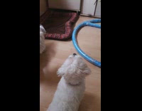 Small white dog sits watches television dresser