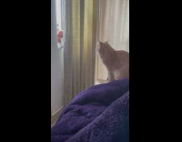 Cat jump fall down grab stuffed toy