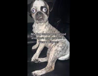 Dog angry wearing diaper 