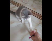 Grey cat plays with pink feather toy 