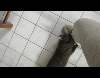 Cat holds onto ankle as girl walks 