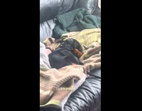 Collab Clips MPUGC - Dog wagging tail while sleeping 