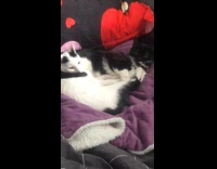 Two cats lies down together in couch