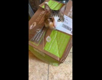Cat head stuck in closed box 