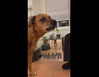 Brown dog whines wont eat treats pitcher 