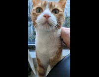 Cat asking hooman for help searching friend