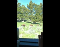 Mother and baby bison walk together