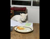 Cat tries to steal food off plate on table is stopped