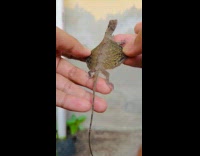 Submitter shows flying lizard lost at home