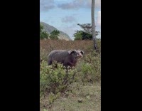 Woman mimicking the cows grazing on the field 
