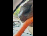 Woman feeds carrots to deer from her car 