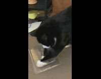 Black white cat play with plastic container