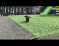 Brown dachshund puppy dog runs green slide 