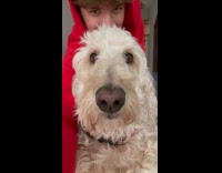 Dog staring into camera