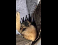 Puppy fit in jacket then grows big