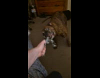 Brown dog refuse to let go rope