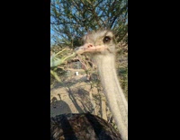 Closeup shot of Ostrich eats a plant in slow motion Part 1