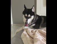 Black white dog couch staring blankly at floor bored