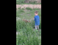 Little boy petting baby deer doe 