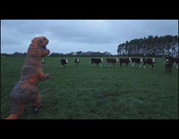 Person in dinosaur costume scares the cows