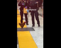 Chicken on train station police