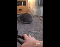 Collab BitchMP - Black cat doesnt like nut cracker